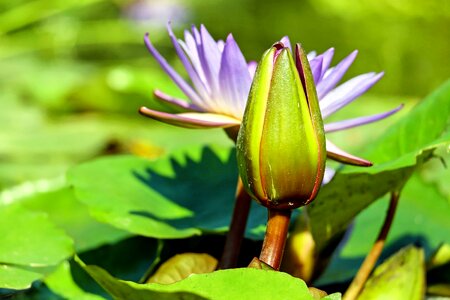 Beautiful Flowers beautiful photo blooming