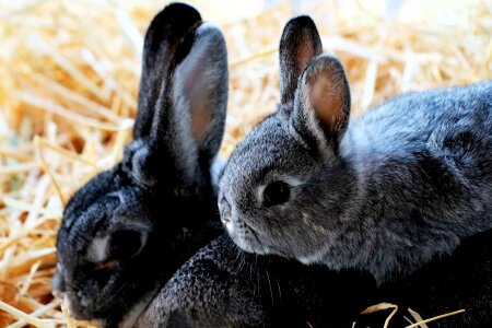 Animal black bunny