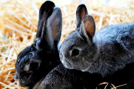 Animal black bunny photo