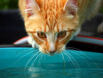 Animal cat claw