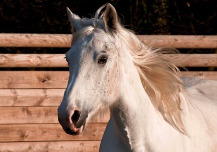 Animal beautiful photo cavalry