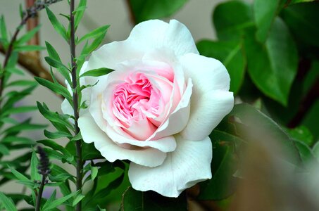 Beautiful Photo bloom flower