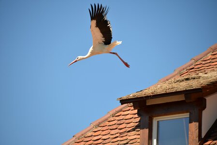 Rattle stork white stork roof
