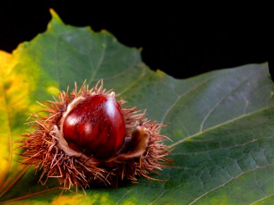 Nuts food black
