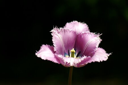 Nature tulip keukenhof
