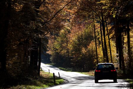 Autumn fall foliage golden autumn photo