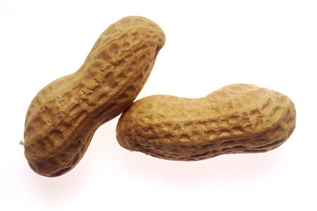 Two Peanuts Isolated On A White Background photo