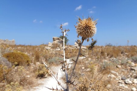 Silybum Marianum summer season summer time