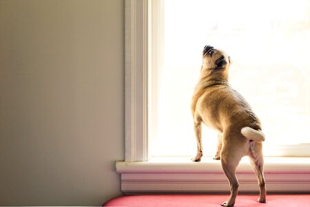 Dog Stretching In Window Light
