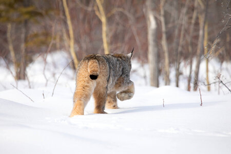 Female Canada lynx-3