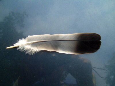 Dove feather 