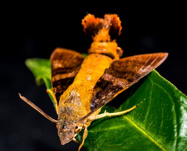 Butterfly insect close up photo