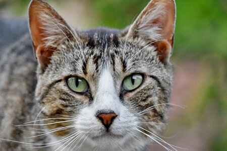 Beautiful Photo close-up eyes photo