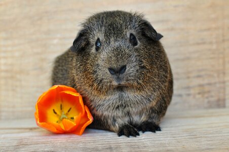 Young animal nager rodent photo