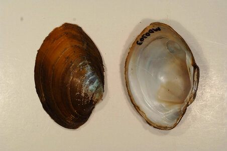 Lampsilis sp.-8