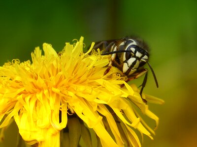 Wasp black white