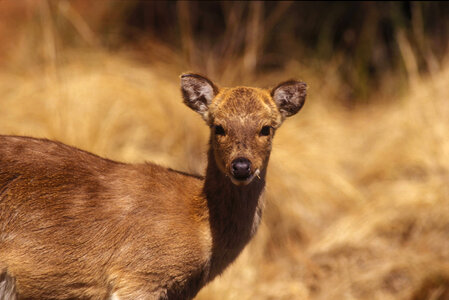 Non-native Chinese water deer photo
