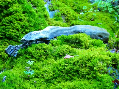 Green water wet