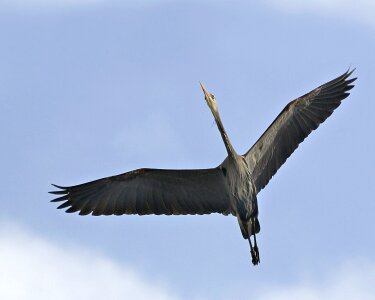 Animal avian beak photo