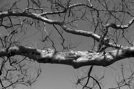 Nature wood woods