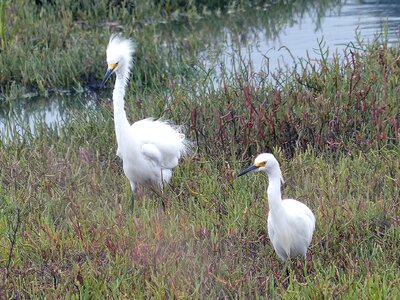 Bird couple egret