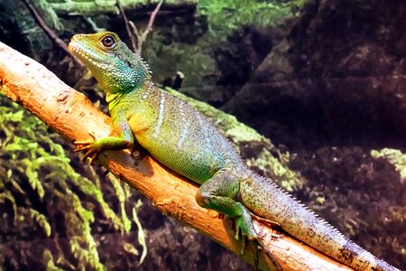 Animal camouflage chameleon photo