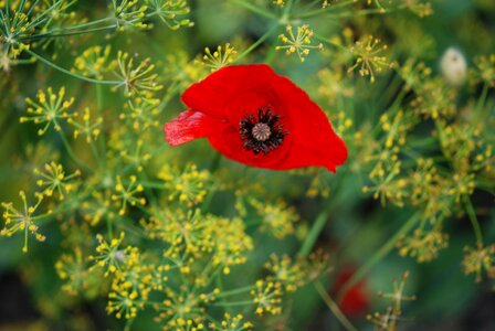 Nature botany opium