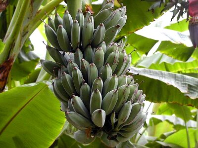 Fruit leaves 
