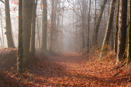 Foggy Woods in Mississippi photo