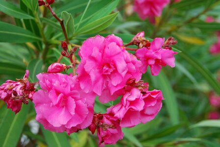 Nature pink flower color photo