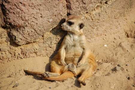 Africa zoo lazy