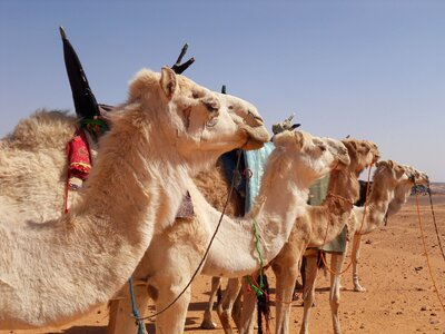 Camel sahara tuareg photo