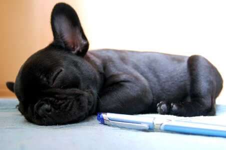 French bulldog sleep puppy photo