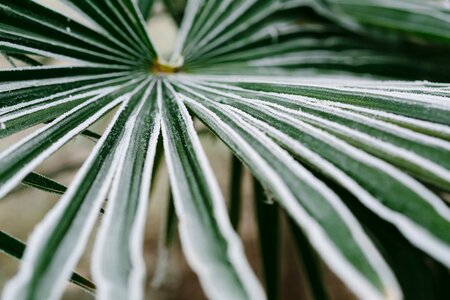 Cold frost green leaves
