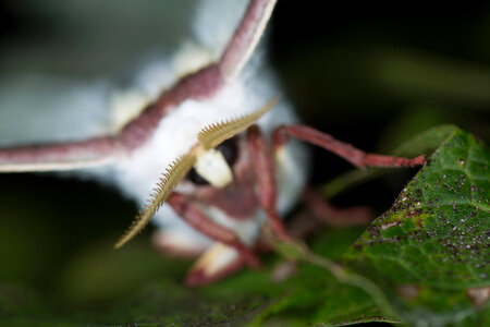Luna spicebush moth-1
