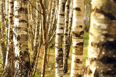 Birch forest spring time