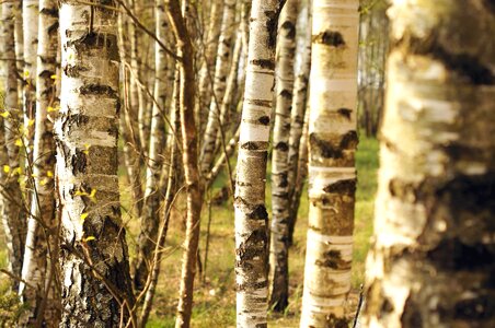 Birch forest spring time photo