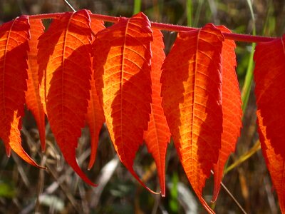 Fall foliage red nature