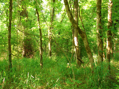 Bottomland hardwood forest ecosystem-1 photo