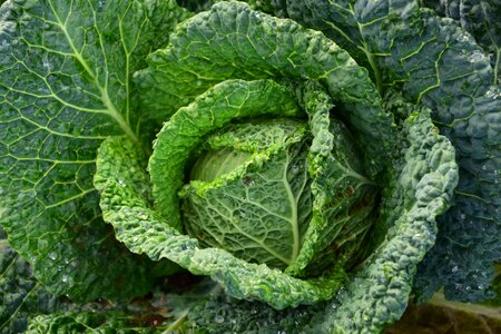 Calorie dark green delicious