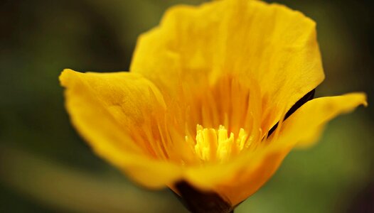 Beautiful Flowers beautiful photo bloom photo