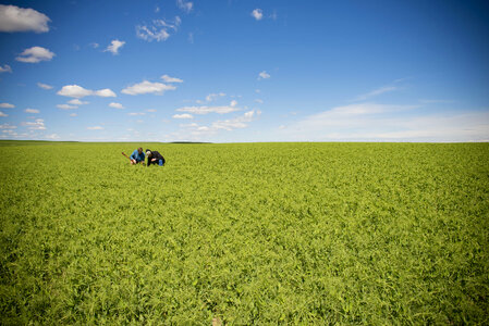 Green meadow under blue sky with clouds photo