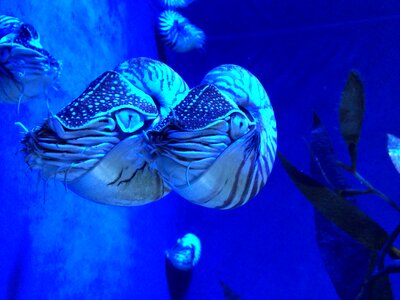 Aquarium sea animals water creature photo