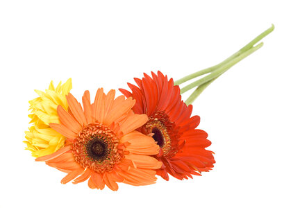 Gerberas