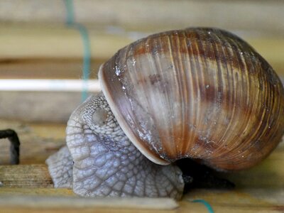 Invertebrate gastropod spiral