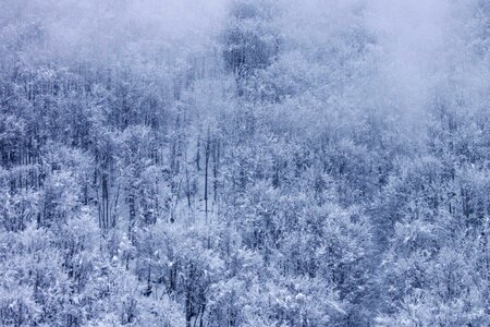 Fog forest land