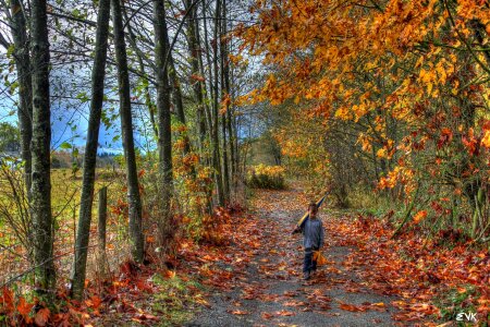 Trees trail autumn photo