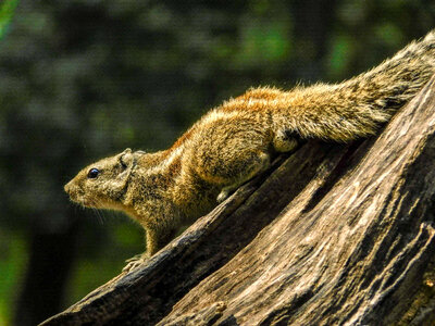 Squirrel looking up photo