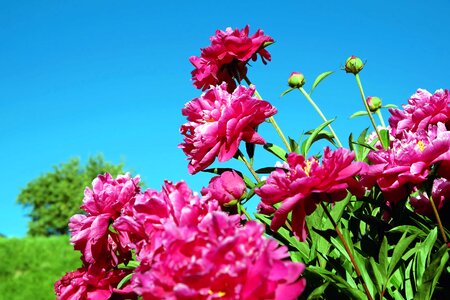 Beautiful beautiful flowers bloom photo