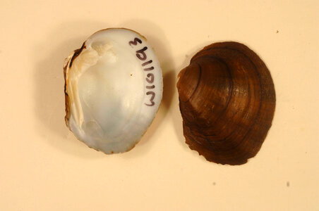 Pleurobema sintoxia-2